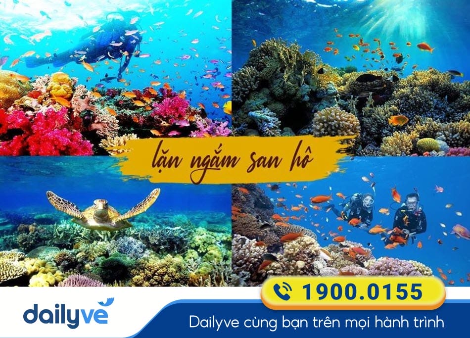 Hoạt động lặn ngắm san hô ở Côn Đảo