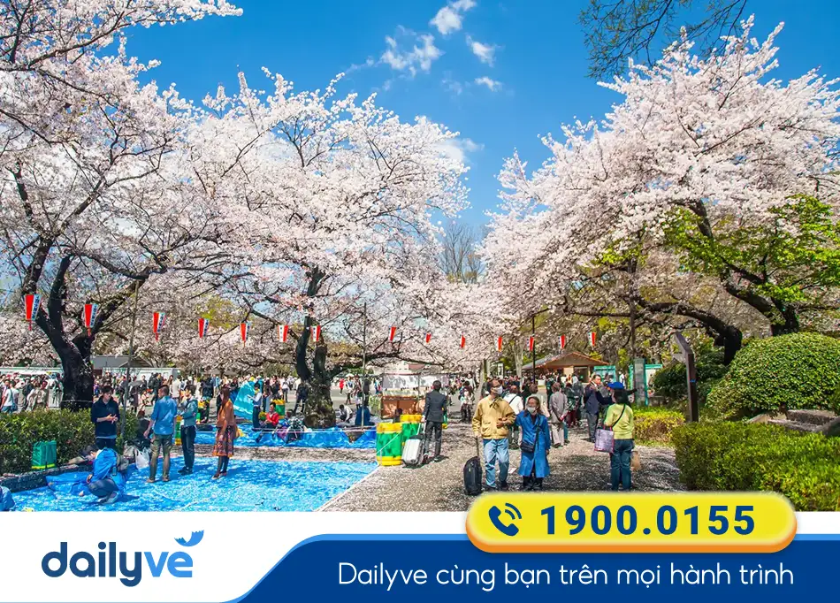 Công viên Ueno - Sắc hoa anh đào nở rộ khi Xuân về