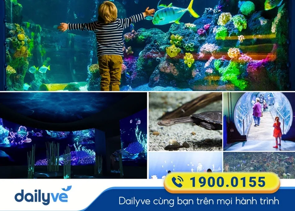 Thủy cung Sea Life Melbourne - Thế giới đại dương của nước Úc
